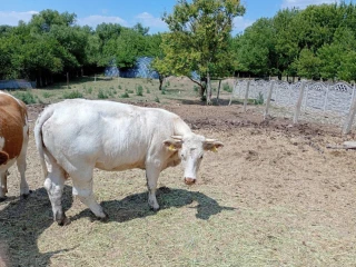 cistokrvnu-jalovica-plemena-charolais