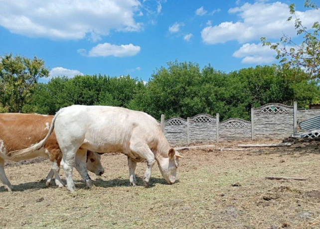 cistokrvnu-jalovica-plemena-charolais-big-1
