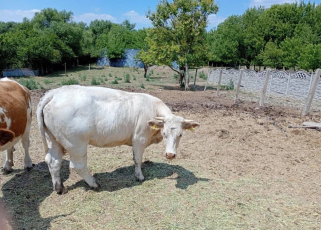 cistokrvnu-jalovica-plemena-charolais-big-0
