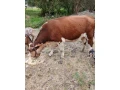 krava-a-tela-small-1