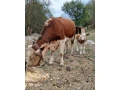 krava-a-tela-small-4