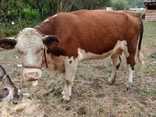 krava-a-tela