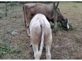 telce-small-3