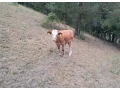 telce-small-4