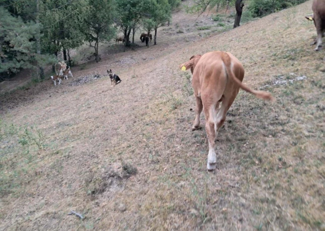 telce-big-1