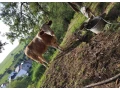 jalovica-slovenska-strakata-small-3