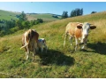 jalovica-slovenska-strakata-small-2