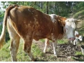 jalovica-slovenska-strakata-small-0