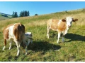 jalovica-slovenska-strakata-small-1