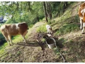 jalovica-slovenska-strakata-small-4