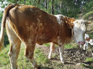 jalovica-slovenska-strakata