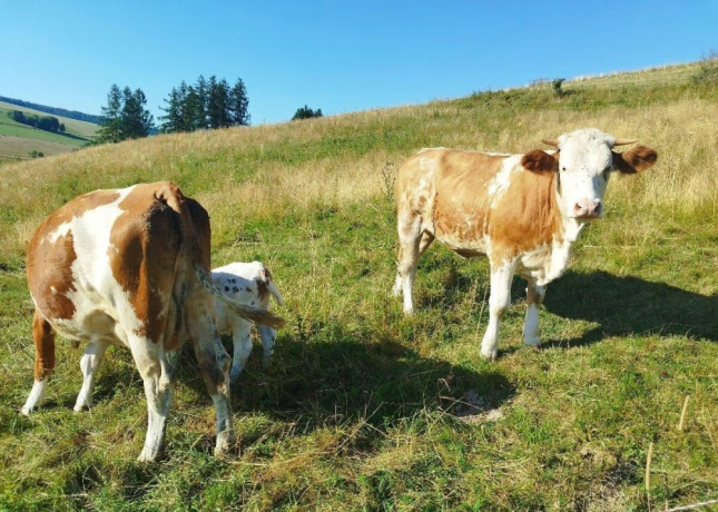 jalovica-slovenska-strakata-big-1