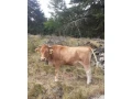 predam-jalovicu-small-0