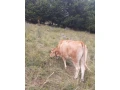 predam-jalovicu-small-1