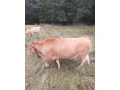 predam-jalovicu-small-2