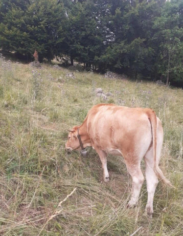 predam-jalovicu-big-1