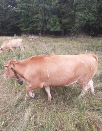 predam-jalovicu-big-2