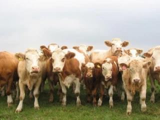 jalovicky-slovenske-strakate-na-predaj