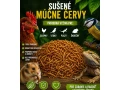 susene-mucne-cervy-small-0