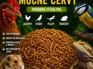 susene-mucne-cervy