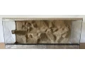 terarium-120x50x50-s-3d-stenou-small-1