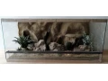 terarium-90x40x40-s-3d-stenou-small-0