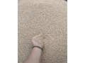 predam-psenicu-small-0