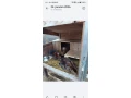 predam-zajaciky-small-0