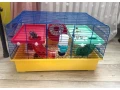 predam-klietku-s-vybavenim-rozmery-s49-h32-v29-small-0