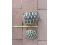 suchozemska-korytnacka-zelena-small-0