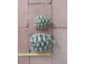 suchozemska-korytnacka-zelena-small-1