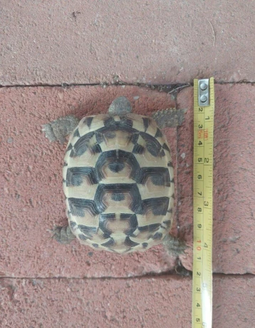 suchozemska-korytnacka-zelena-big-3