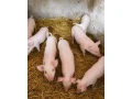 predam-odstavcata-small-0