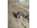 holub-king-predam-small-0