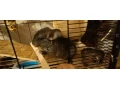 cincila-prava-vlnata-small-2