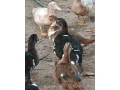 kacky-small-3