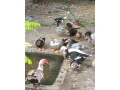 kacky-small-4