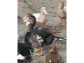 kacky-small-2