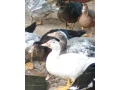 kacky-small-0