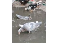 kacky-small-1