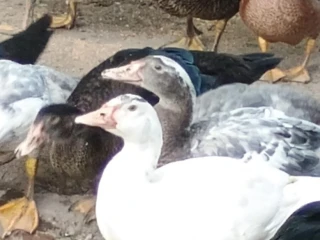 kacky