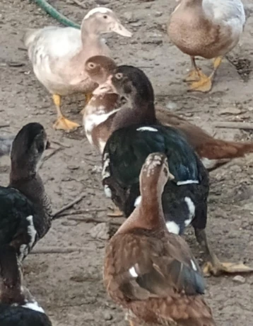 kacky-big-3