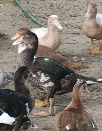 kacky-big-2
