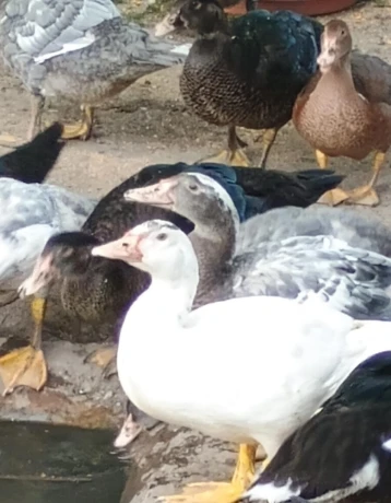 kacky-big-0