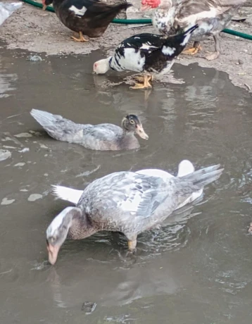 kacky-big-1