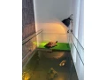 predam-komplet-akvarium-s-korytnackou-small-2