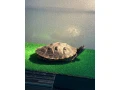 predam-komplet-akvarium-s-korytnackou-small-1