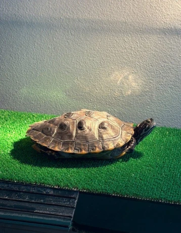 predam-komplet-akvarium-s-korytnackou-big-1