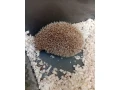 jezko-bielobruchy-small-0
