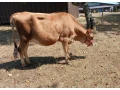 predam-jersey-small-0